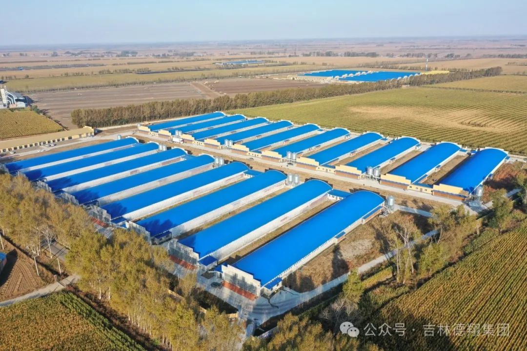熱烈慶祝德翔第六肉雞自養場進雛投產！